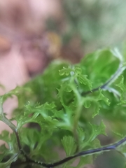 Hymenophyllum multifidum