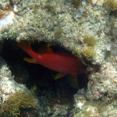 Sargocentron spiniferum