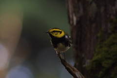 Setophaga townsendi × virens