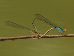 Pseudagrion rubriceps