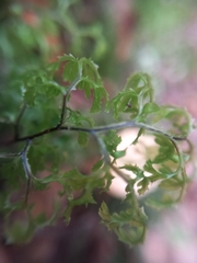 Hymenophyllum multifidum