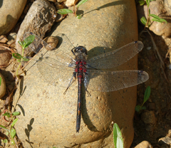 Leucorrhinia intermedia