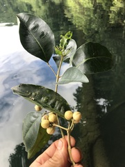 Sarcomelicope simplicifolia