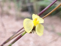 Xyris complanata