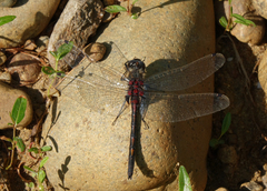 Leucorrhinia intermedia