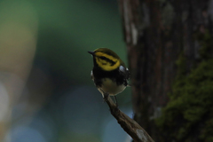 Setophaga townsendi × virens