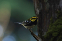 Setophaga townsendi × virens