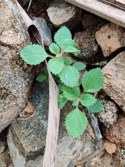Forsskaolea tenacissima