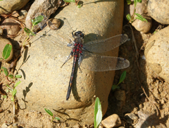 Leucorrhinia intermedia