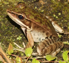 Lithobates maculatus