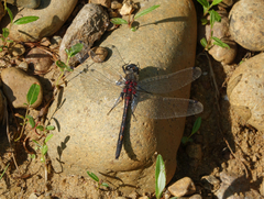 Leucorrhinia intermedia
