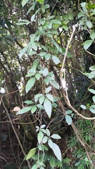 Causonis corniculata