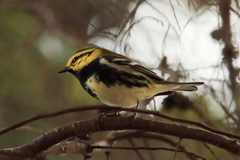 Setophaga townsendi × virens