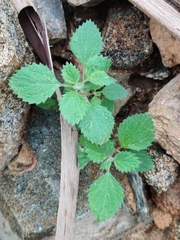 Forsskaolea tenacissima