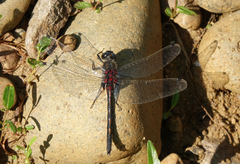 Leucorrhinia intermedia
