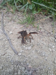 Procambarus gracilis