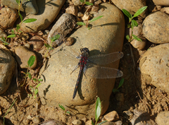 Leucorrhinia intermedia