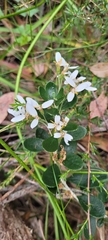 Olearia myrsinoides