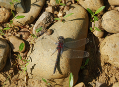 Leucorrhinia intermedia