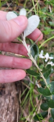 Olearia myrsinoides