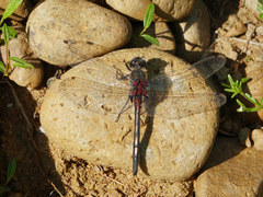 Leucorrhinia intermedia