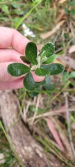 Olearia myrsinoides