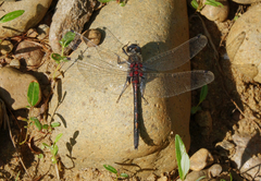 Leucorrhinia intermedia