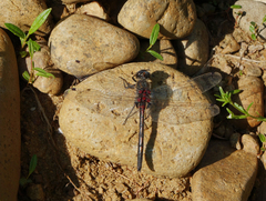 Leucorrhinia intermedia