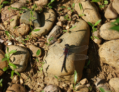 Leucorrhinia intermedia