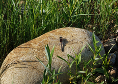 Leucorrhinia intermedia