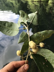 Sarcomelicope simplicifolia