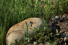 Leucorrhinia intermedia