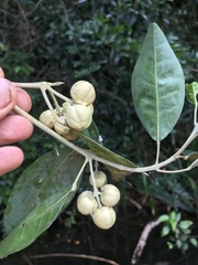 Sarcomelicope simplicifolia