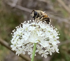 Trachymene composita composita