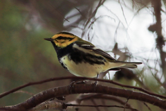 Setophaga townsendi × virens