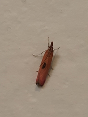 Canuza euspilella