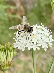 Trachymene composita composita