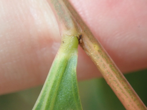 Image of Acacia binervata by (c) Thomas Mesaglio, some rights reserved (CC BY)