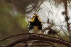 Setophaga townsendi × virens