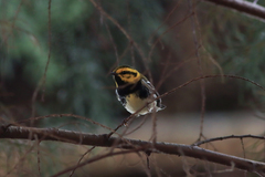 Setophaga townsendi × virens