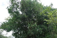 Cissus quadrangularis