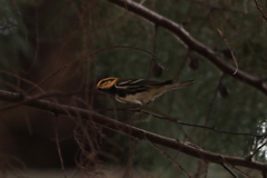 Setophaga townsendi × virens