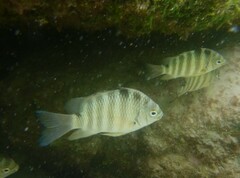 Abudefduf septemfasciatus