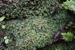 Adiantum philippense