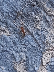 Pheidole parva