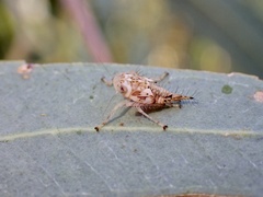 Brunotartessus fulvus