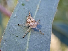Brunotartessus fulvus