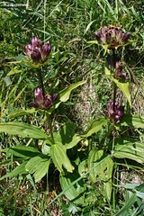 Gentiana pannonica