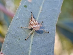 Brunotartessus fulvus