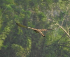Falco tinnunculus